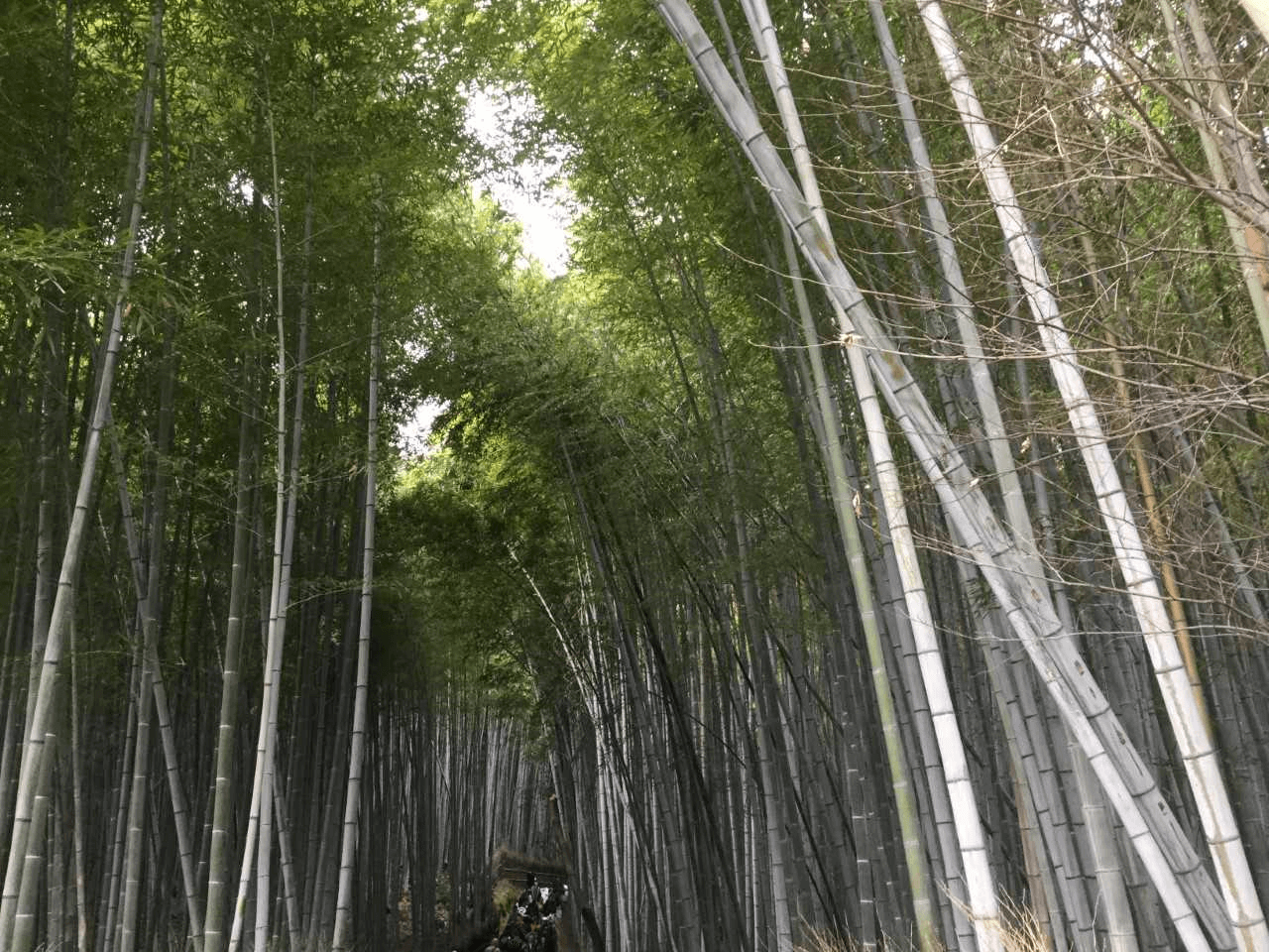 Kyoto / Nara Excursions